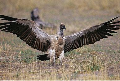 《直到黎明》原版与重制版早期图形效果对比