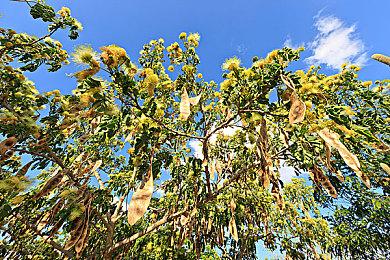 《哥特王朝：重制版》全新基于引擎预告片公布